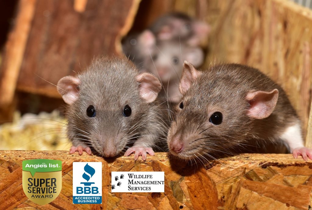 DIY Rodent Control Tips - Mice & Rat Removal - ATCO Pest Control