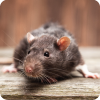 RATS/MICE