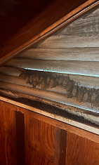 Bats found in an attic during a local inspection