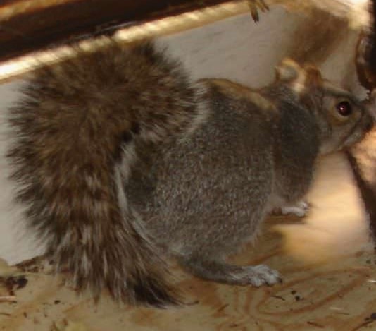 Squirrel damage and activity found during a local inspection